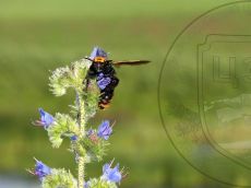 Сколия-пятнистая_самка_2